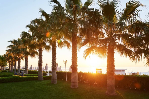 Green Palm Park Shadows Grass — Stock Photo, Image