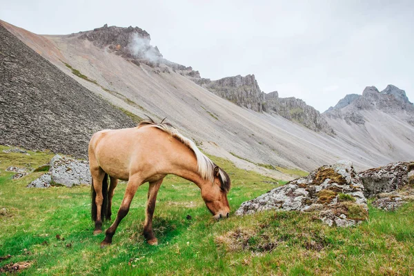 Encantadores Caballos Islandeses Pasto Con Montañas Fondo — Foto de Stock