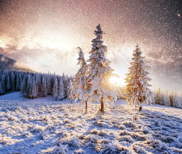 Magical Moment Snow Covered Trees Winter Landscape Vibrant Night Sky — Stock Photo, Image