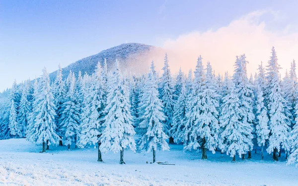 Geheimnisvolle Winterlandschaft Majestätische Berge Winter Zauberhafter Schneebedeckter Baum Vorfreude Auf — Stockfoto