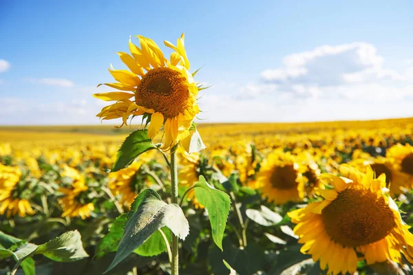 Zonnebloemenveld Boven Bewolkte Blauwe Lucht Felle Zonnelampen — Stockfoto