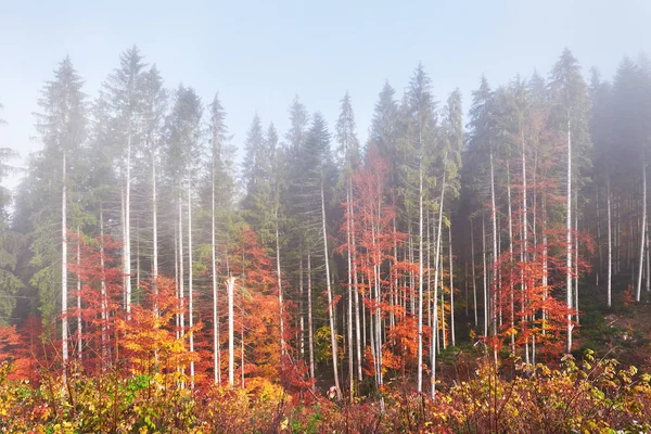 Belle Matinée Dans Forêt Brumeuse Automne Avec Des Arbres Colorés — Photo