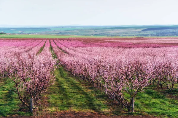 バック背景に美しい空と芝生の上の豊かな開花の果樹園 — ストック写真