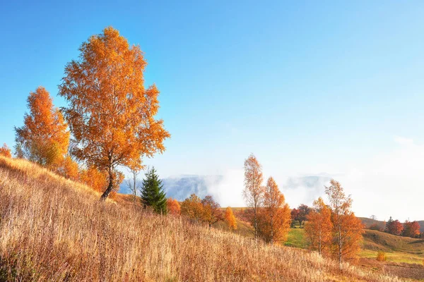秋口には白樺林が広がります 秋の風景 場所カルパティア ウクライナ ヨーロッパ 美しさの世界を発見 — ストック写真