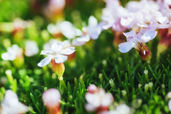 Pink Flowers Skaftafell Natural Park Iceland — Stock Photo, Image