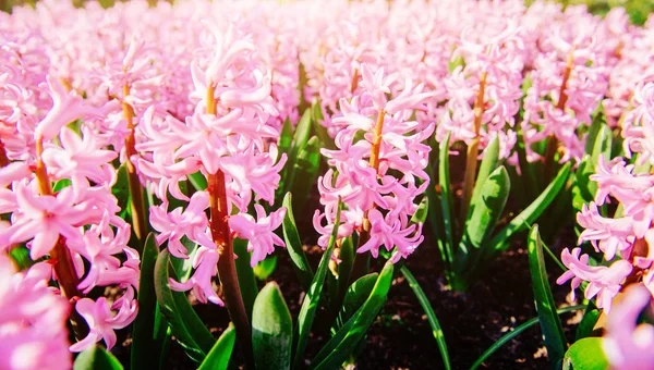 春の花壇で素晴らしい花 ピンクのヒヤシンス — ストック写真