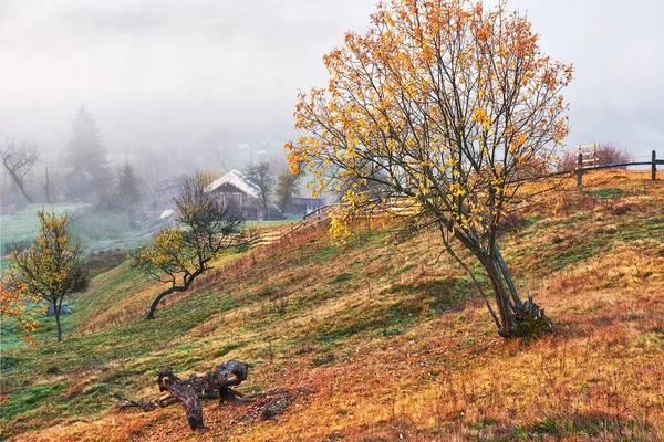 Shiny Tree Hill Slope Sunny Beams Mountain Valley Covered Fog — Stock Photo, Image