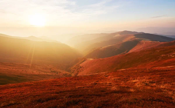 Yayla Bitki Örtüsü Mütevazı Yaz Sonbahar Soğuk Hava Önce Alışılmadık — Stok fotoğraf