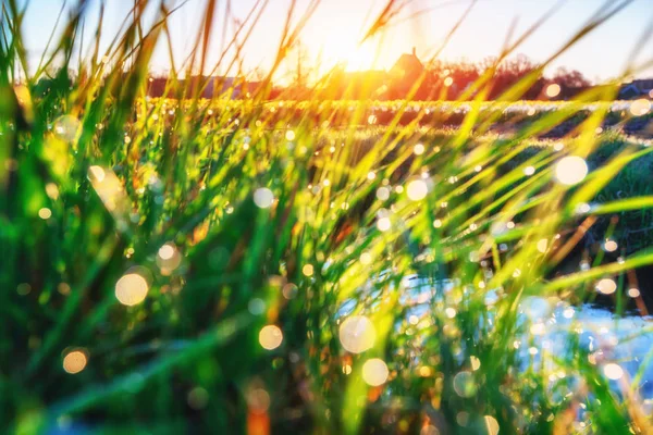 Trawa Świeża Zielona Wiosenna Trawa Kroplami Rosy Zbliżenie Słońce Miękkie — Zdjęcie stockowe