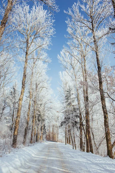 Estrada Inverno Cena Dramática Cárpatos Ucrânia Europa — Fotografia de Stock