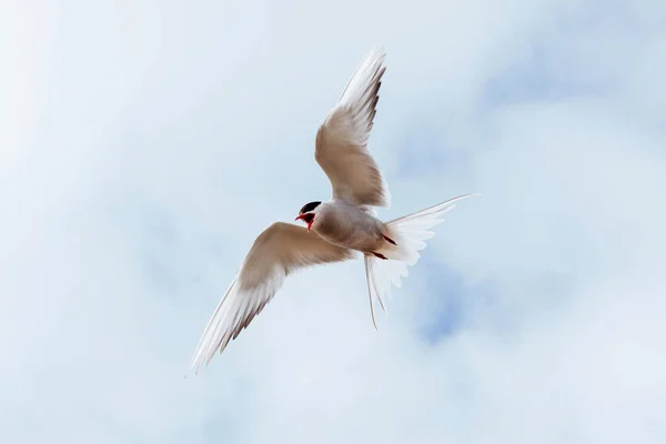 Hermoso Tern Polar Sobre Fondo Hermoso Cielo Azul Con Nubes —  Fotos de Stock