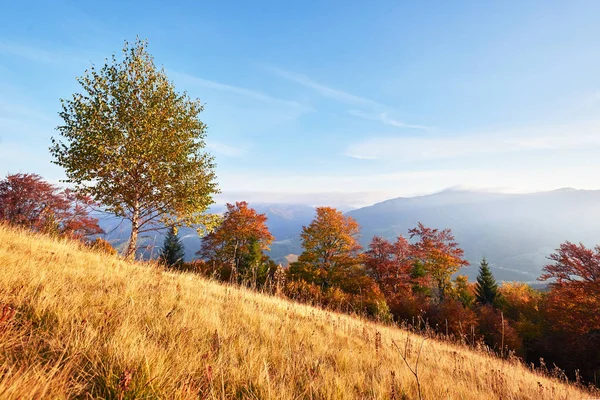 Highland Vegetatie Bescheiden Zomer Ongewoon Prachtige Kleuren Bloemen Herfst Voor — Stockfoto