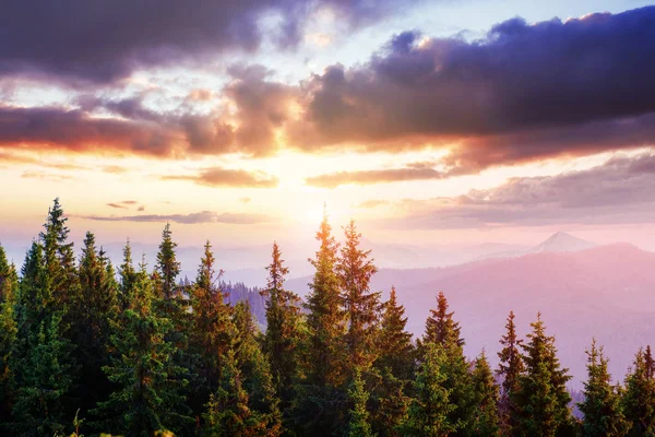 Birch Forest Solrik Ettermiddag Mens Høstsesongen Høstlandskap Ukraina – stockfoto