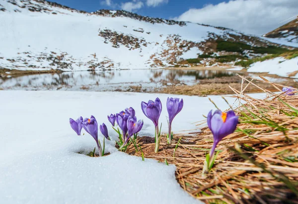 Cultivos Violetas Florecientes Las Montañas Cárpatos Ucrania Europa —  Fotos de Stock