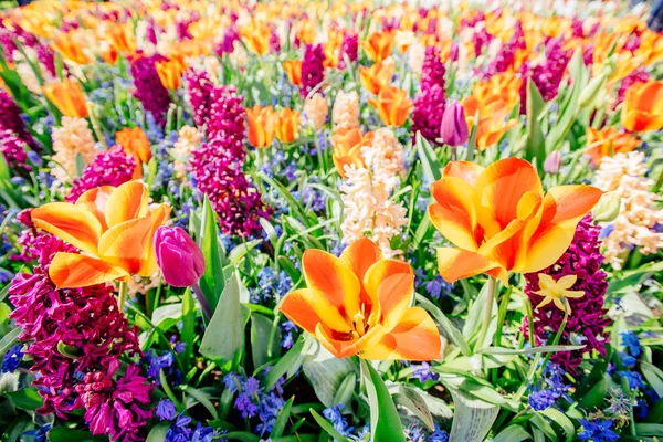 Grupo Belos Jacintos Multicoloridos Holanda Keukenhof Flower Park — Fotografia de Stock