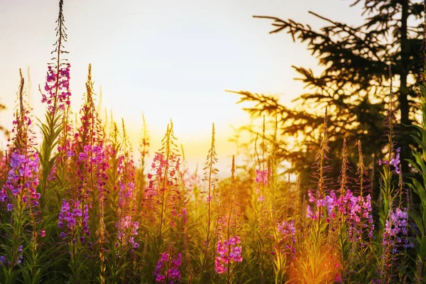 Wildblumenwiese Durch Sonnenlicht Schönheitswelt — Stockfoto