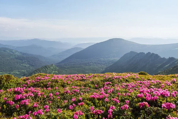 杜鹃在山上美丽的地方盛开 群山中的花朵 夏日阳光明媚 群山中盛开的杜鹃 戏剧化的不寻常场面 乌克兰喀尔巴阡山 — 图库照片