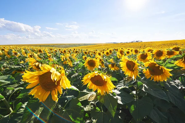 Zonnebloemenveld Boven Bewolkte Blauwe Lucht Felle Zonnelampen — Stockfoto