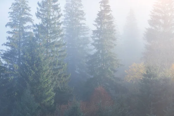 Hêtraie Forêt Hêtres Sur Versant Une Montagne Dans Une Réserve — Photo