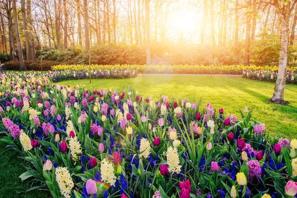 Grupa Piękne Wielobarwny Hiacynty Holland Keukenhof Kwiat Park — Zdjęcie stockowe