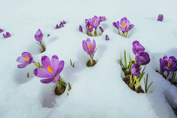 Blühende Violette Krokusse Den Bergen Karpaten Ukrainisches Europa — Stockfoto