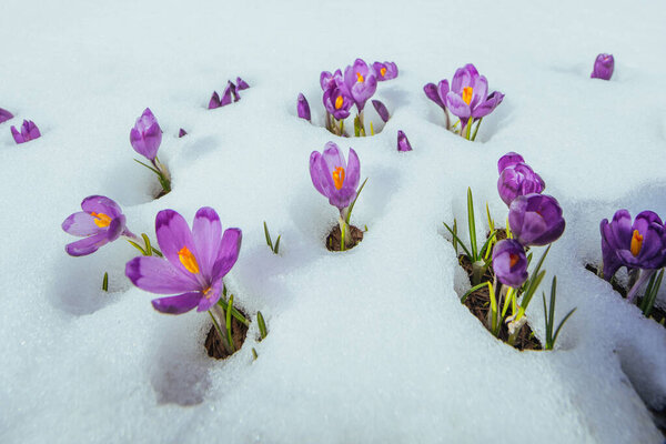 Blooming violet crocuses in mountains. Carpathians, Ukraine Europe