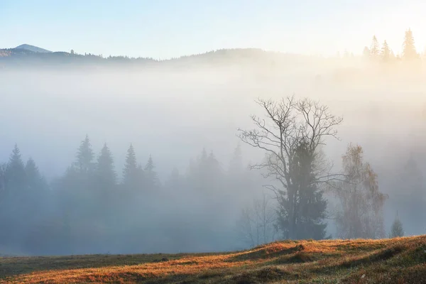 Волшебный Восход Солнца Горном Лесу Утром Туман Над Величественным Сосновым — стоковое фото