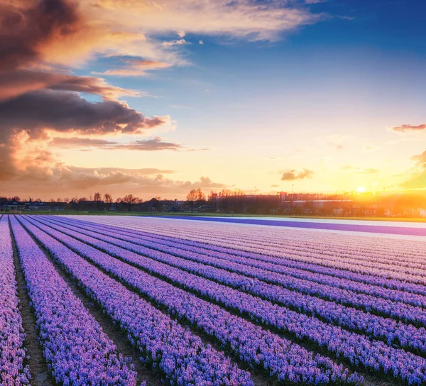 Zachód Słońca Nad Polami Żonkili Fantastyczne Wydarzenie Chmurami Holandia — Zdjęcie stockowe
