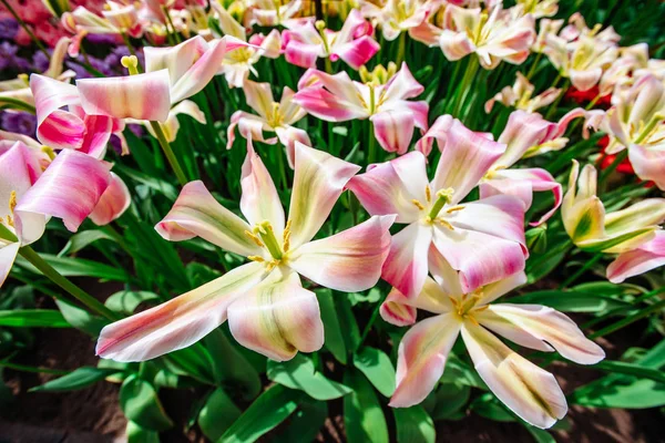 Group Pink Tulips Sky Spring Landscape Holland — Stock Photo, Image