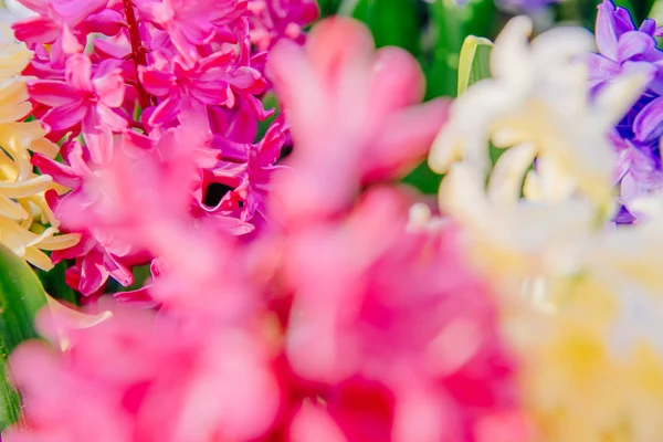 Grupp Vackra Mångfärgade Hyacinter Nederländerna Keukenhof Blomma Park — Stockfoto