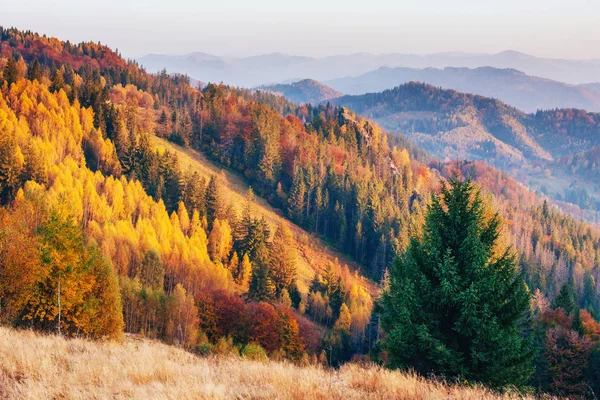 Skromné Letní Horskou Vegetaci Neobvykle Krásné Barvy Kvete Podzim Před — Stock fotografie