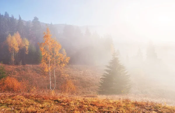 Podzimní Mlha Krásné Ranní Slunce Krajině Karpat Ukrajina Evropa Svět — Stock fotografie