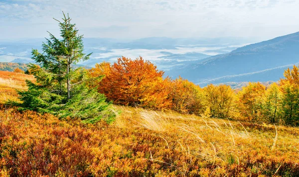 Highland Vegetatie Bescheiden Zomer Ongewoon Prachtige Kleuren Bloemen Herfst Voor — Stockfoto