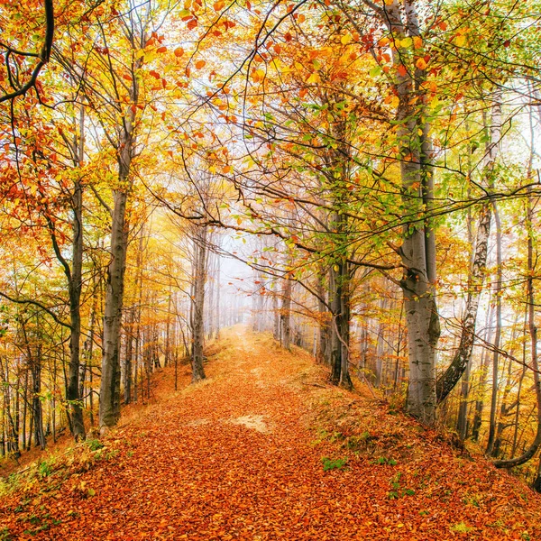 Beautiful View Forest Sunny Day Autumn Landscape Carpathians Ukraine Europe — Stock Photo, Image