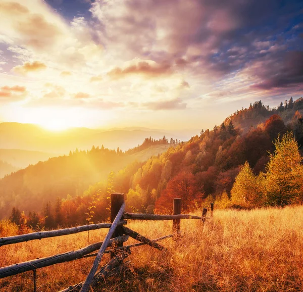 Birkenwald Sonnigen Nachmittag Während Der Herbstzeit Herbstlandschaft Ukraine — Stockfoto