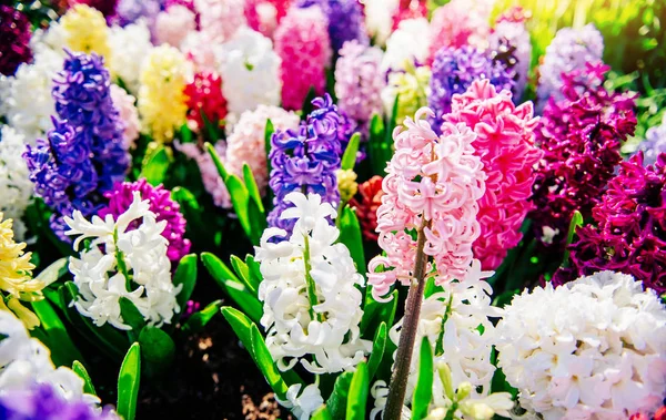 Group Beautiful Multicolored Hyacinths Holland Keukenhof Flower Park — Stock Photo, Image