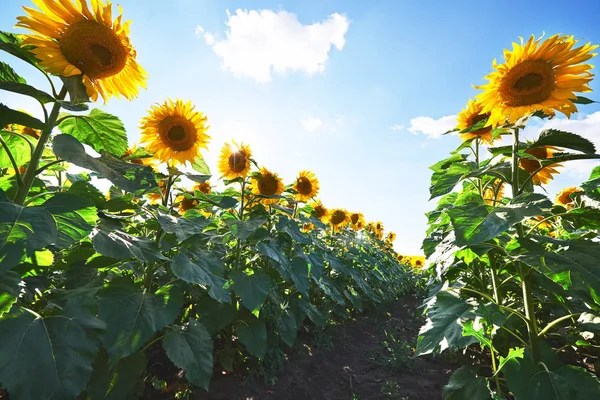 Campo Girasol Sobre Cielo Azul Nublado Luces Sol Brillantes — Foto de Stock