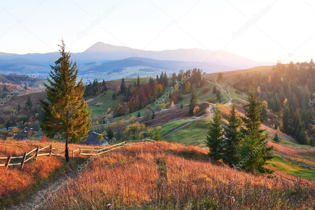 Amazing autumn morning scenery in mountains with meadow and colorful trees on foreground and fog underfoot. National Natural Park Synevyr, Carpathian Mountains, Ukraine. Beautiful autumn background.