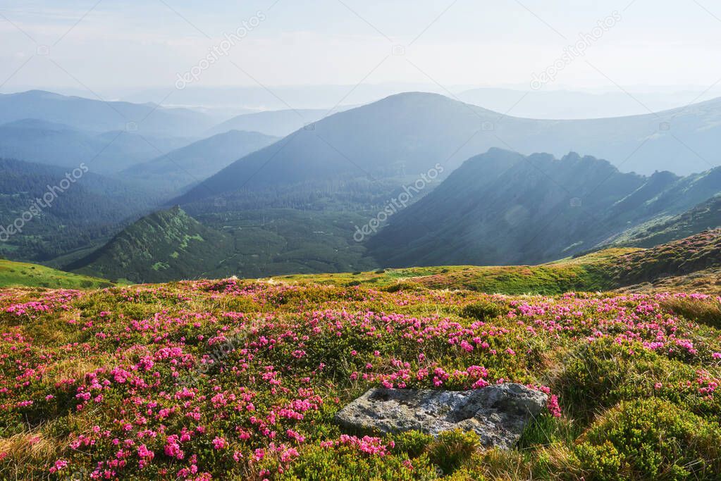 Rhododendrons bloom in a beautiful location in the mountains. Flowers in the mountains. Blooming rhododendrons in the mountains on a sunny summer day. Dramatic unusual scene. Carpathian, Ukraine.