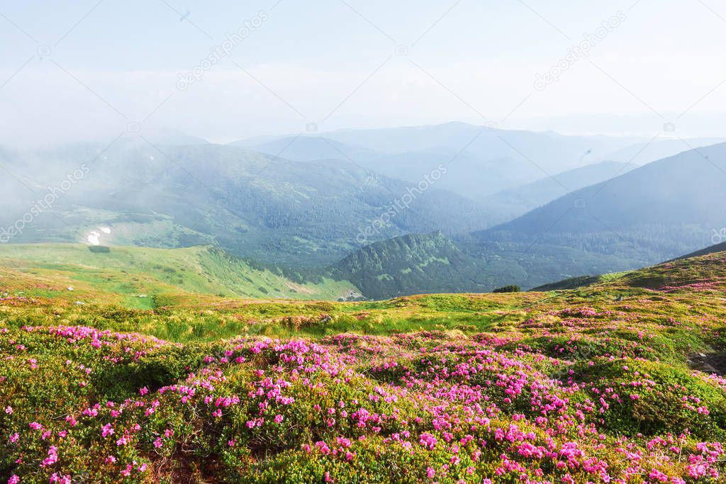 Rhododendrons bloom in a beautiful location in the mountains. Fog and low clouds. Blooming rhododendrons in the mountains on a sunny summer day. Dramatic unusual scene. Carpathian, Ukraine.