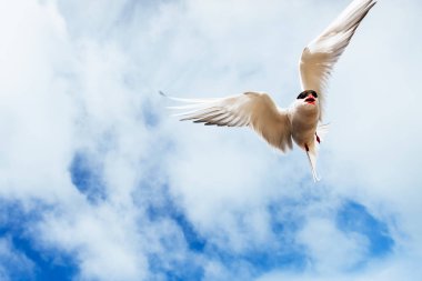 Arctic tern on white background - blue clouds clipart