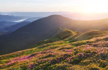Rododendronlar dağlarda güzel bir yerde çiçek açarlar. Güzel gün batımı. Güneşli bir yaz gününde dağlarda çiçek açan rhododendronlar. Dramatik sıradışı sahne. Karpatlar, Ukrayna.