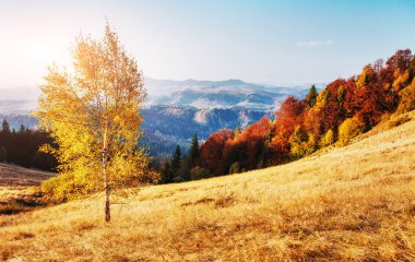 Yayla bitki örtüsü mütevazı yaz ve sonbahar soğuk hava önce alışılmadık derecede güzel renkler kütükler. Yaban mersini parlak kırmızı, iğne yapraklı orman yeşil, turuncu buk-dağlar sinie-fantastik çekicilik.