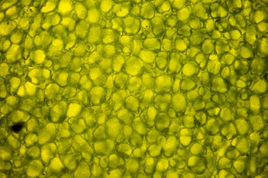 Mikroskobik Dünya. Yaprak hücreleri mikroskop altında. mikrograf, mikroskop altında yaprak organ üreten oksijen ve karbondioksit fotosentez süreci.