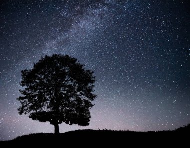 Gece yıldızlı gökyüzü ve tepedeki ağaç siluetiyle manzara. Yalnız ağaçlı, kayan yıldızlı Samanyolu. Evren