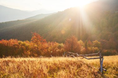 Sonbahar mevsimi boyunca güneşli bir öğleden sonra huş ağacı ormanı. Sonbahar manzarası. Ukrayna.