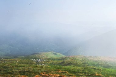 Rododendronlar dağlarda güzel bir yerde çiçek açarlar. Sis ve alçak bulutlar. Güneşli bir yaz gününde dağlarda çiçek açan rhododendronlar. Dramatik sıradışı sahne. Karpatlar, Ukrayna.