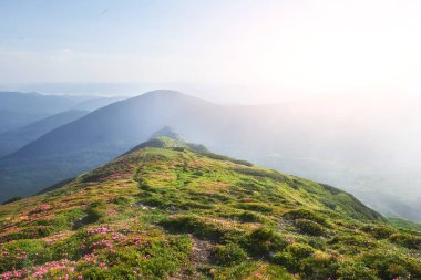 Rododendronlar dağlarda güzel bir yerde çiçek açarlar. Sis ve alçak bulutlar. Güneşli bir yaz gününde dağlarda çiçek açan rhododendronlar. Dramatik sıradışı sahne. Karpatlar, Ukrayna.