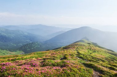 Rododendronlar dağlarda güzel bir yerde çiçek açarlar. Sis ve alçak bulutlar. Güneşli bir yaz gününde dağlarda çiçek açan rhododendronlar. Dramatik sıradışı sahne. Karpatlar, Ukrayna.