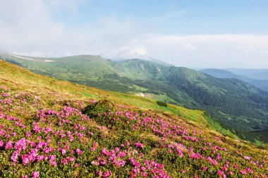 Rododendronlar dağlarda güzel bir yerde çiçek açarlar. Dağlarda çiçekler. Güneşli bir yaz gününde dağlarda çiçek açan rhododendronlar. Dramatik sıradışı sahne. Karpatlar, Ukrayna.